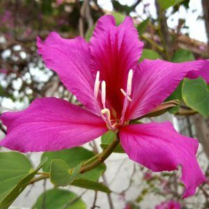 PINK MAGNOLIA ~ COPY OF MY PHOTO 8" x 10"